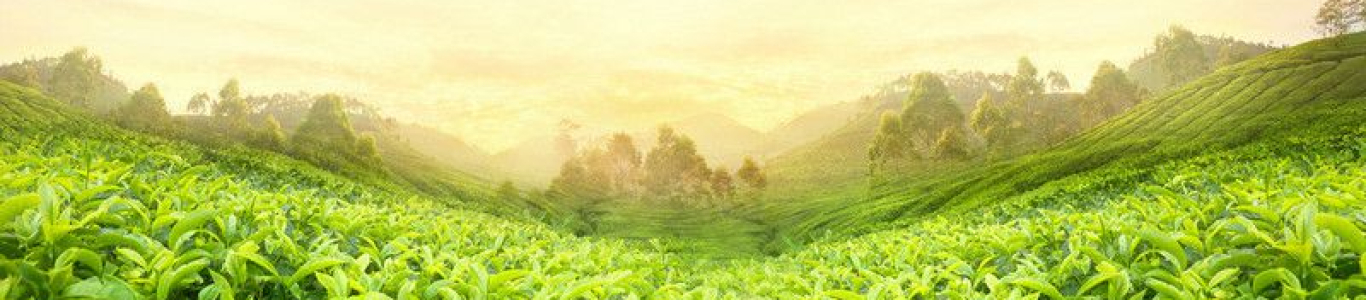 Banner slider