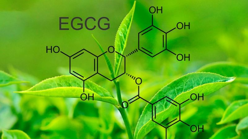 Vậy EGCG là gì?
